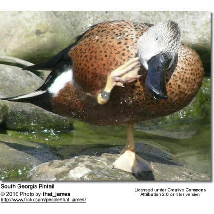 South Georgia Pintail (Anas georgica georgica)