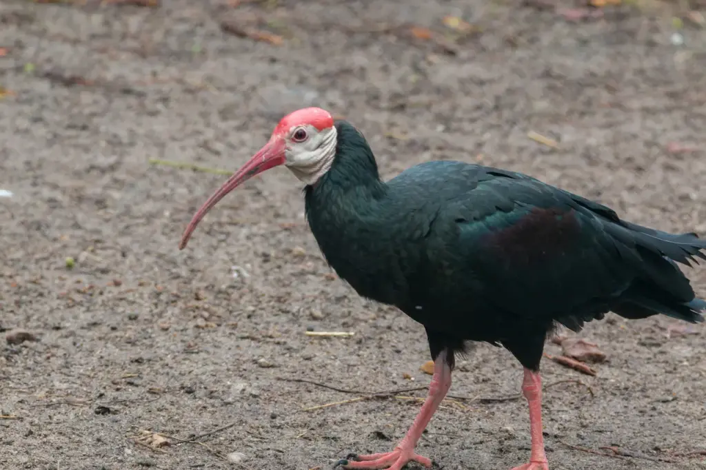 Southern Bald Ibises Standing on a Ground