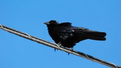 The Southern Black Flycatcher Perching On The Wire