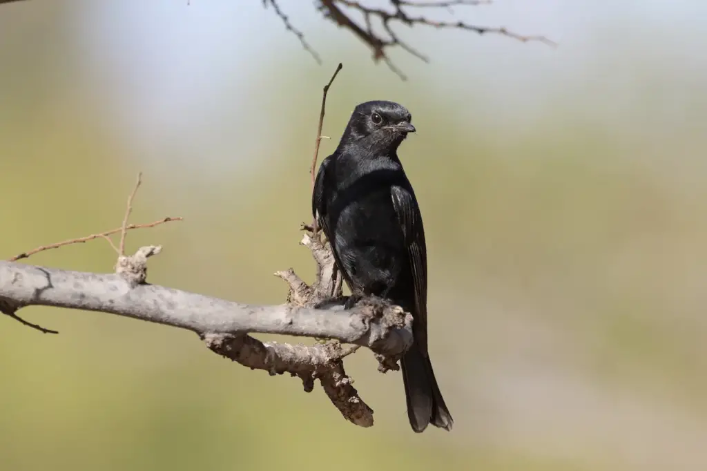 Southern Black Flycatchers Perched on a Branch