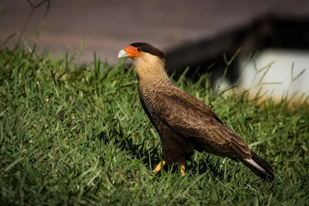 Southern Caracaras Standing on Gassy Field 
