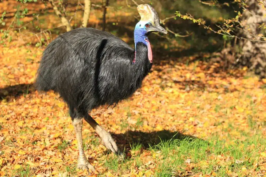 Southern Cassowary in the Soil in Autumn.