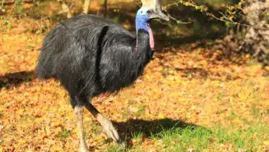 Southern Cassowary in the Soil in Autumn.