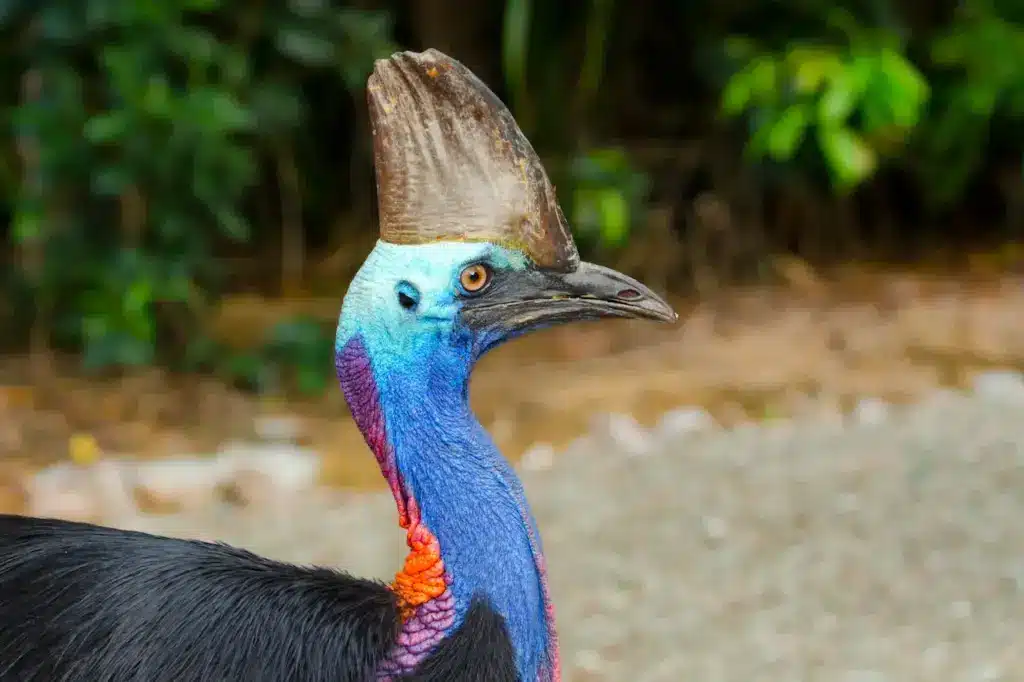 Southern Cassowary Side View 