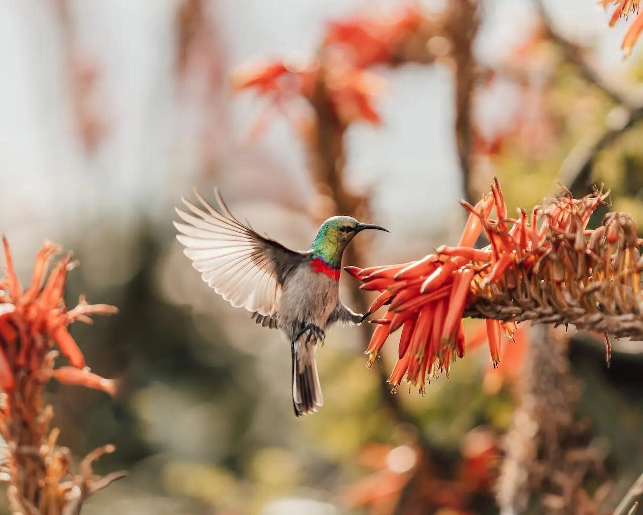 The Southern Double-Collared Sunbirds Feeding Itself