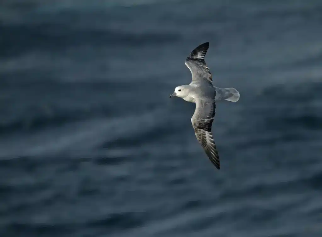 Southern Fulmars is on Flight 