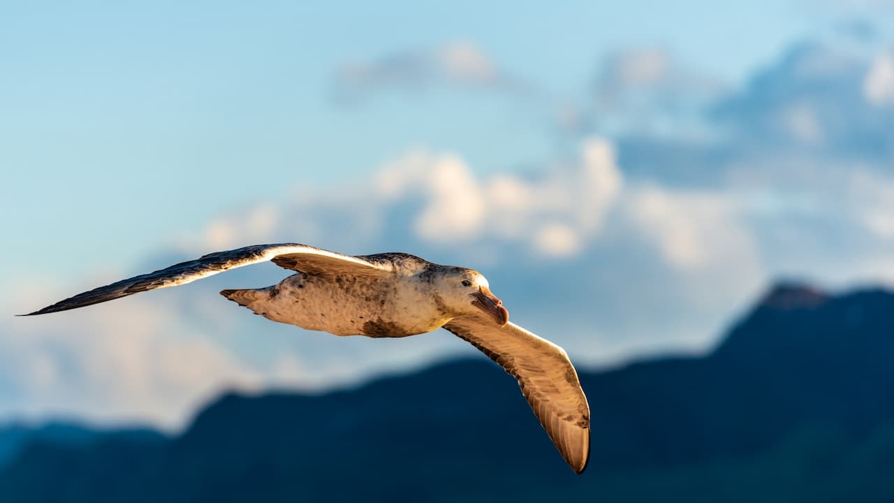 A Southern Giant Petrels flying in the air,