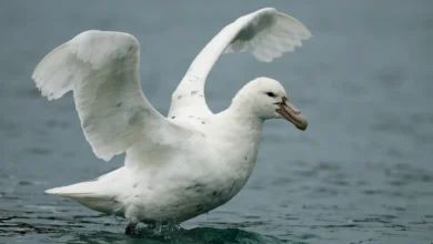 Southern Giant Petrels on the Water