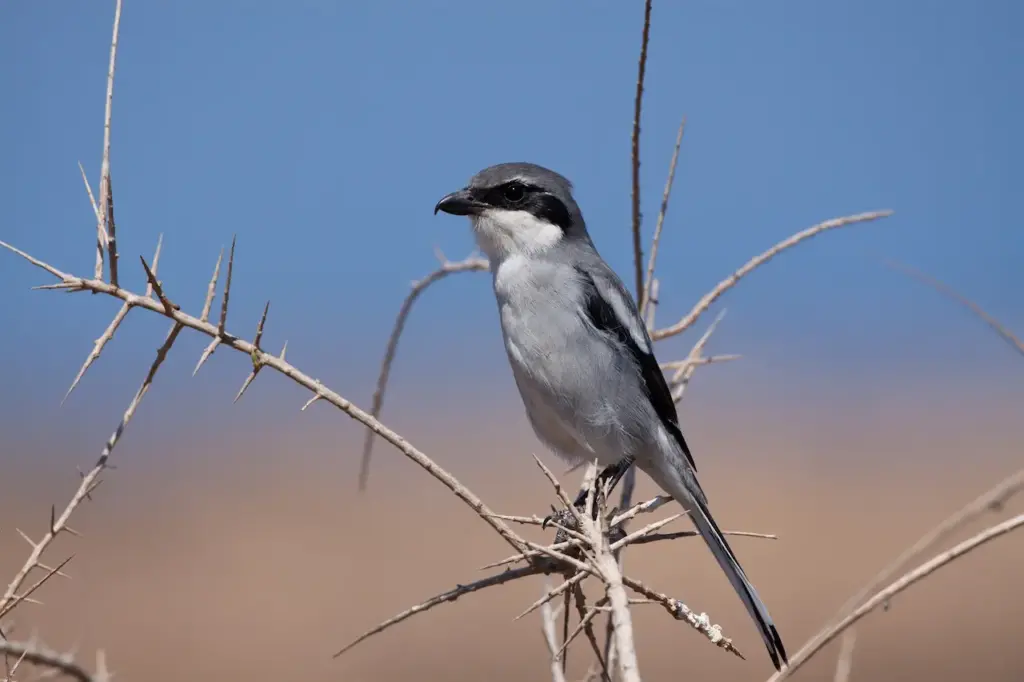 Southern Grey Shrikes Perched on the Tree