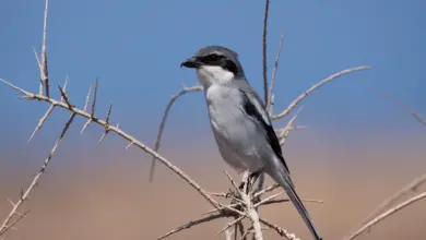 Southern Grey Shrikes Perched on the Tree