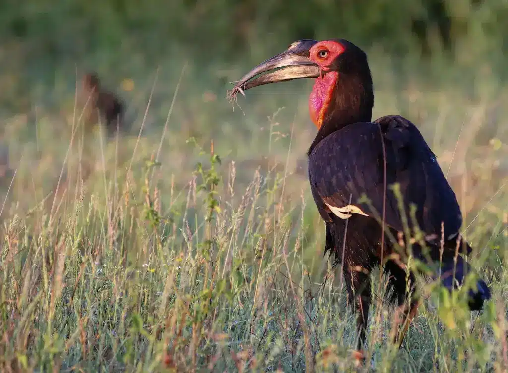 The Southern Ground-hornbill Standing On The Grass