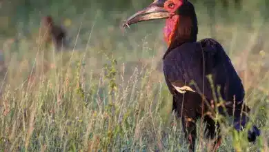 The Southern Ground-hornbill Standing On The Grass