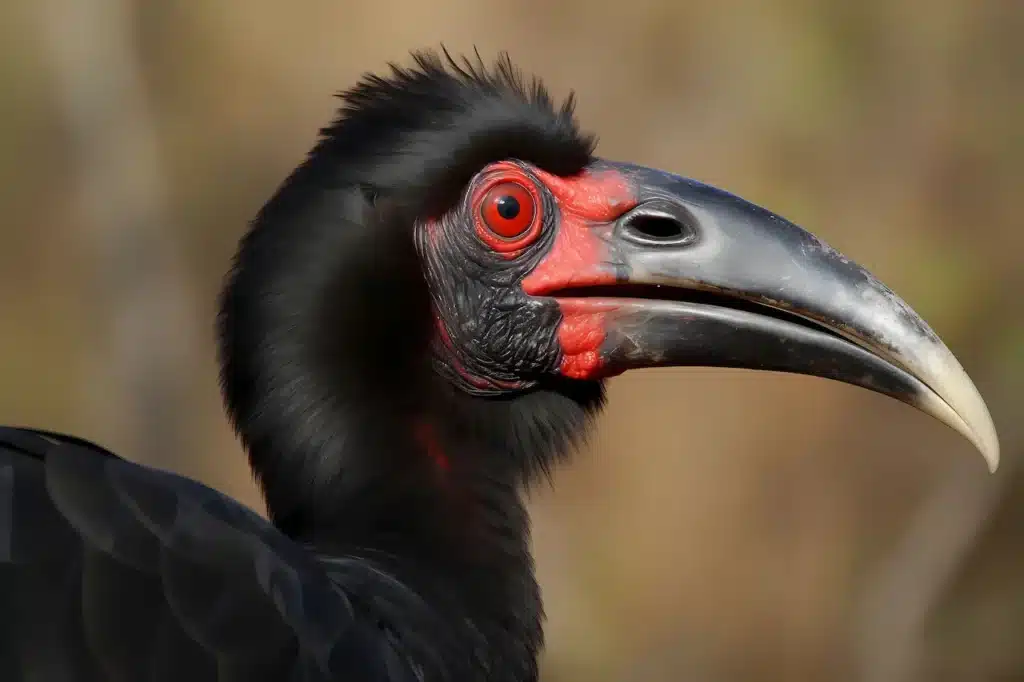 Southern Ground-hornbills Image 