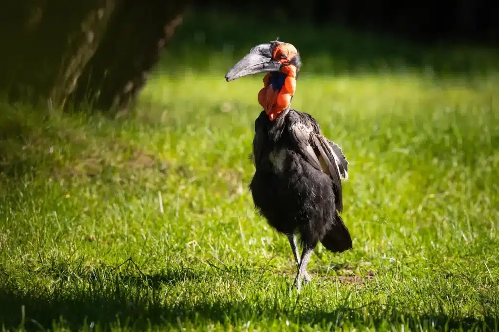 Southern Ground-hornbills Walking on the Grass 