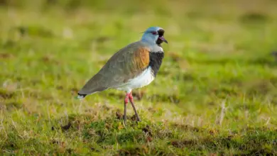 A Southern Lapwing Standing on the Ground