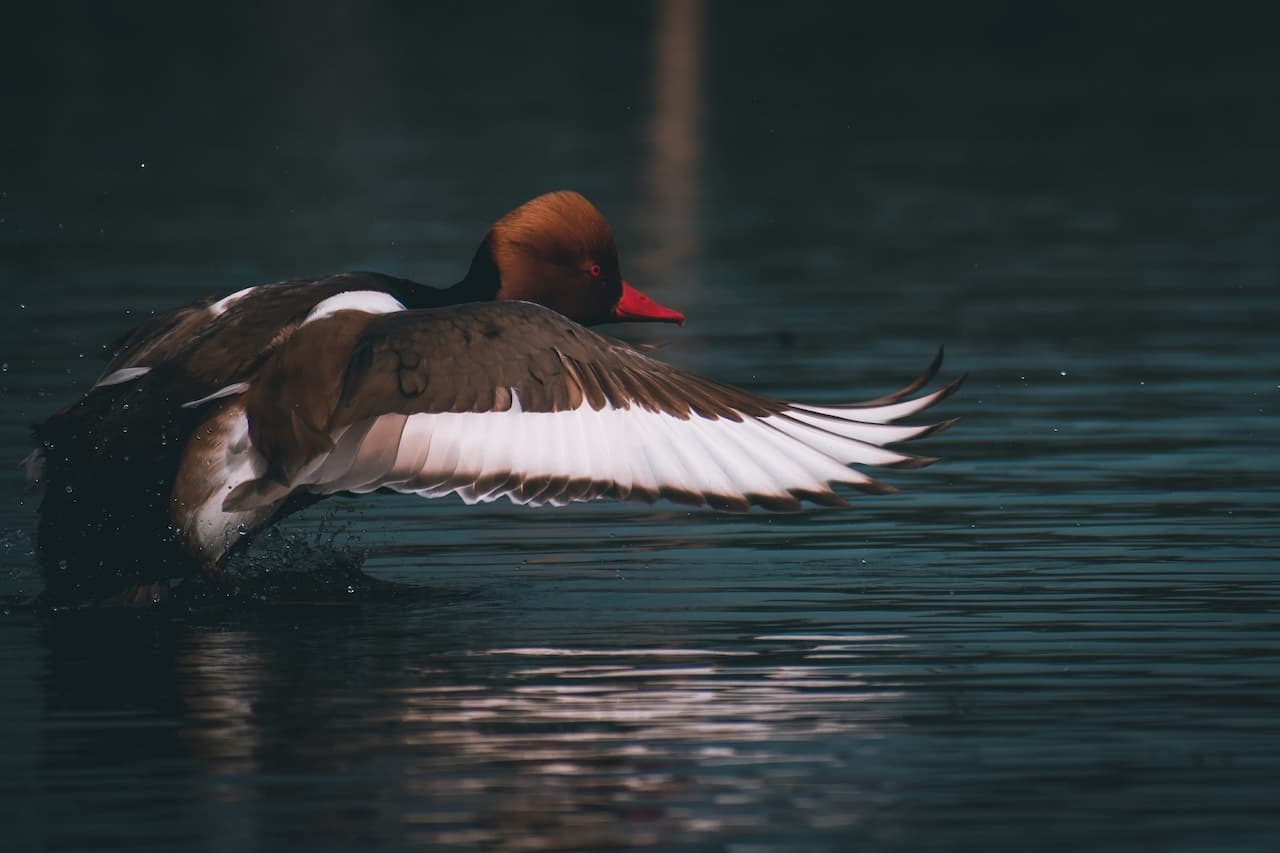 Pochards Flying Above The Water