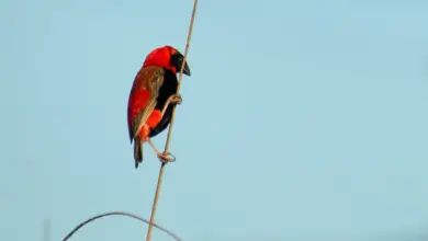 A Southern Red Bishop is holding on to a tall grass.