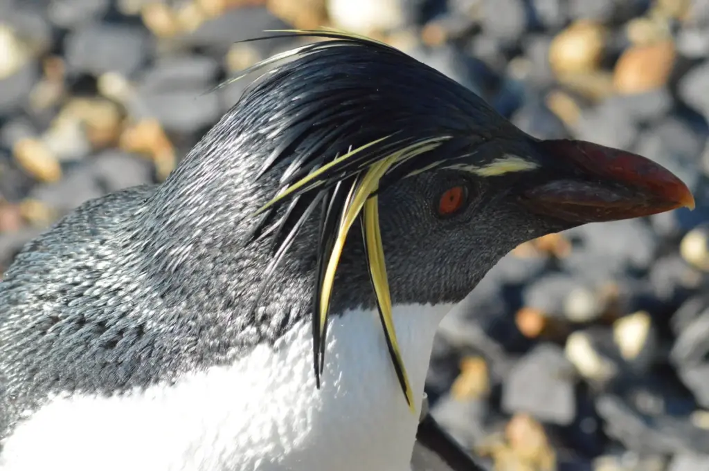 A Close Up of Southern Rockhopper Penguin