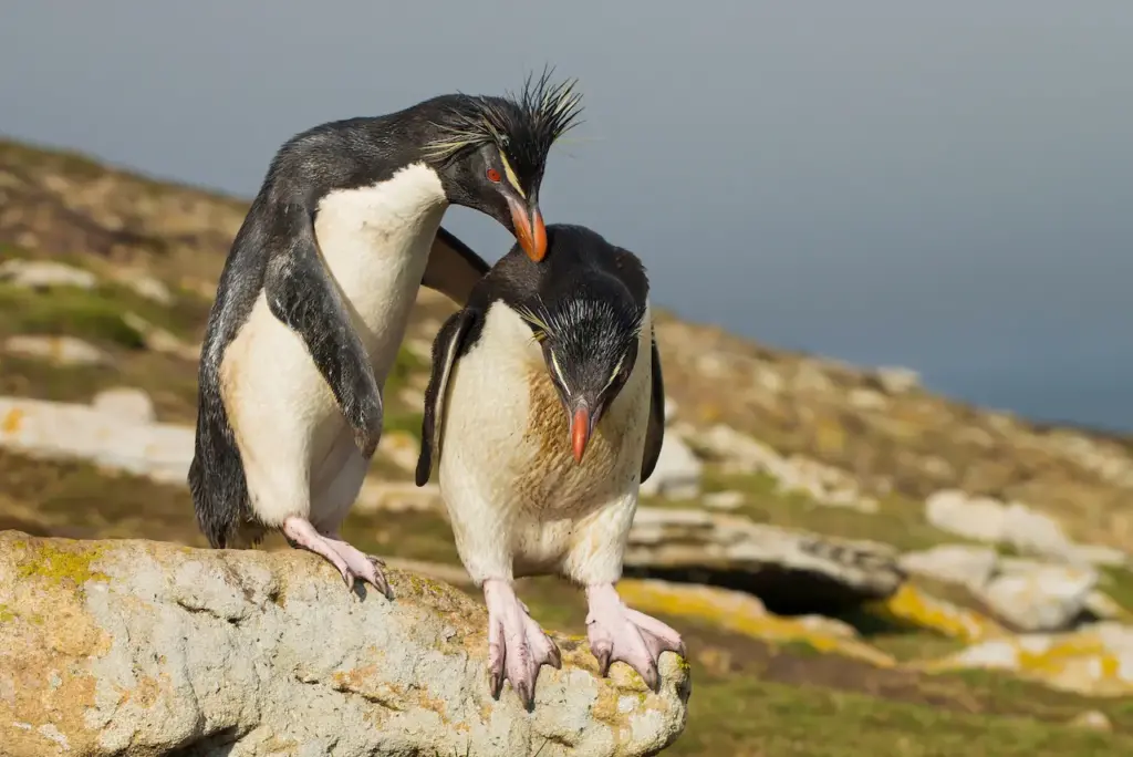 Southern Rockhopper Penguins on a Rocks