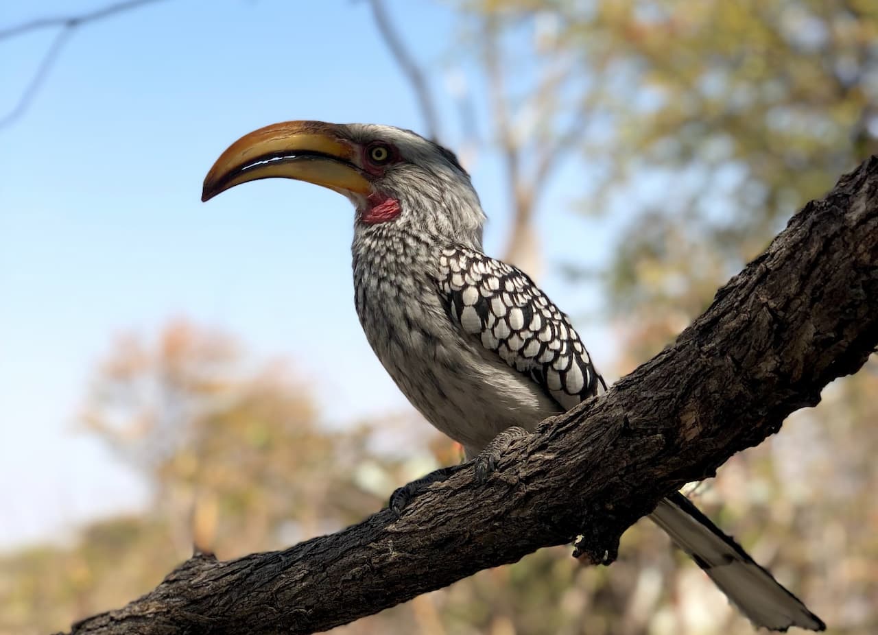 Southern Yellow-billed Hornbills sitting on the branch of a tree.