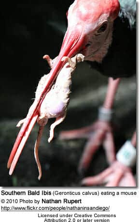 Southern Bald Ibis (Geronticus calvus) eating a mouse