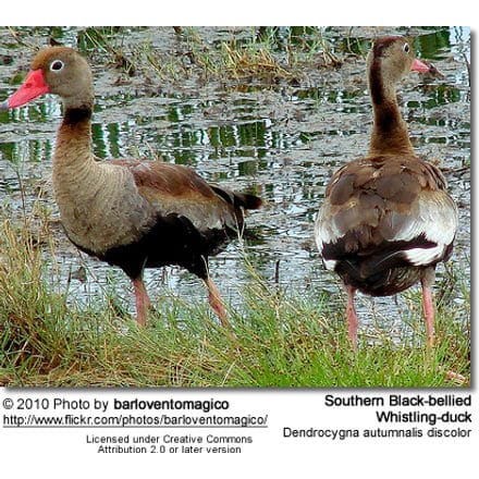 Southern Black-bellied Whistling Duck