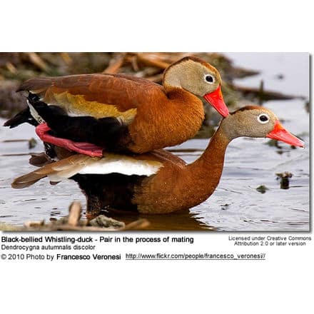 Black-bellied Whistling-duck - Pair in the process of mating