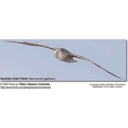 Southern Giant Petrel (Macronectes giganteus) flying