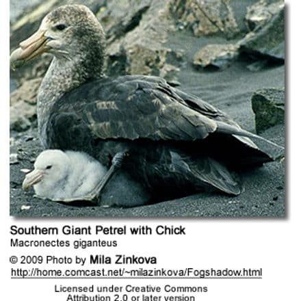 Southern Giant Petrel with Chicks