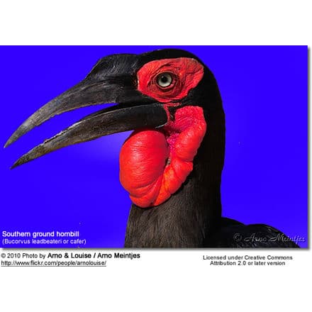Close-up of a Southern ground hornbill against a bright blue background. The bird, unrelated to rufous-collared robins, has a distinctive red throat wattle and facial patches, with a large, curved black bill. (Photo by Arno & Louise / Arno Meintjes, licensed under CC BY 2.0 or later version).