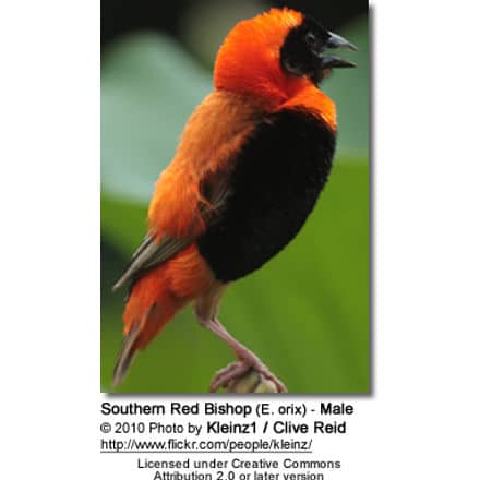 Southern Red Bishop (E. orix) - Male