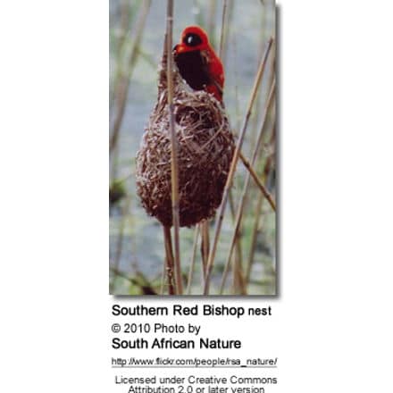 Southern Red Bishop nest