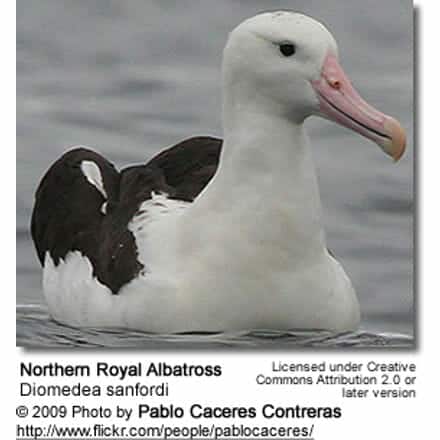 Southern Royal Albatross, Diomedea epomophora