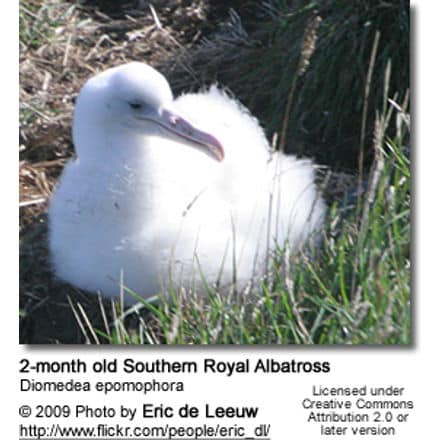2-month old Southern Royal Albatross