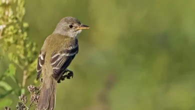 Southwestern Willow Flycatcher