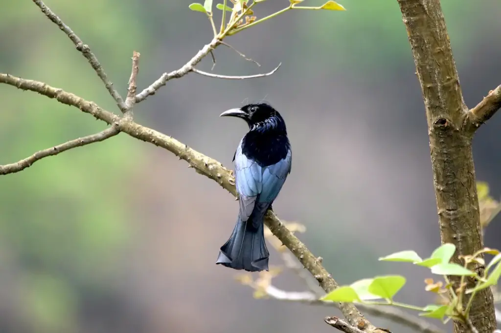 Spangled Drongo in a Tree 