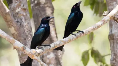Two Spangled Drongos Sitting On A Branch