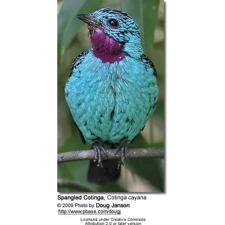 Spangled Cotinga, Cotinga cayana