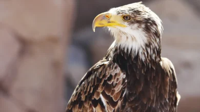 Spanish Imperial Eagles