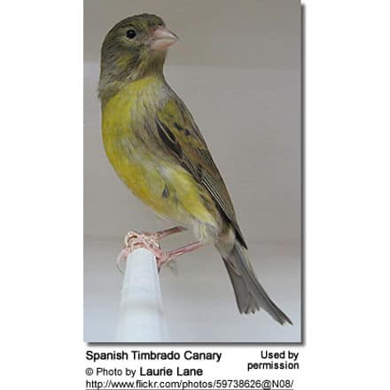 Spanish Timbrado Canary