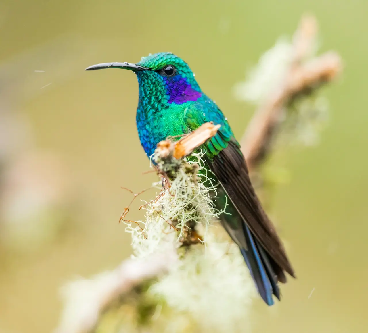 Sparkling violet-ear / Colibri anaïs / Colibri coruscans – Coraves