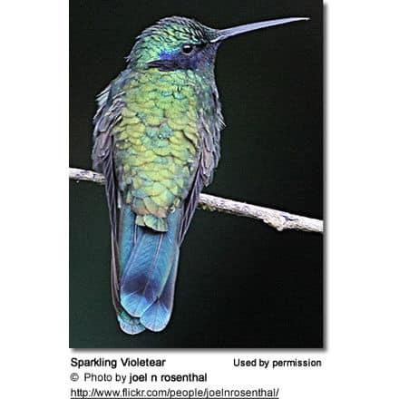 Sparkling Violetear, Colibri corus