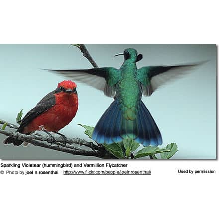 Sparkling Violetear (hummingbird) and Vermillion Flycatcher