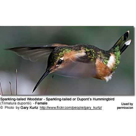 Sparkling-tailed Woodstar - Sparkling-tailed or Dupont’s Hummingbird (Tilmatura dupontii) - Female