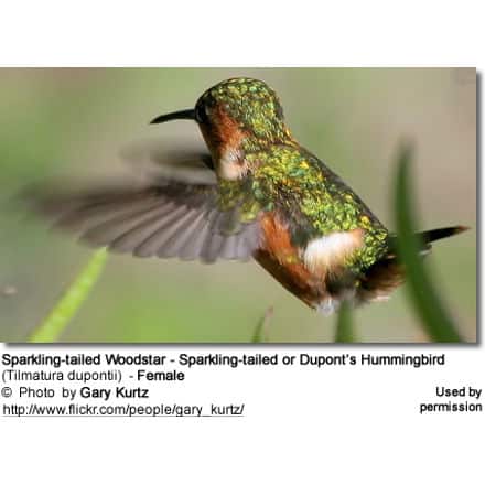 Sparkling-tailed Woodstar - Sparkling-tailed or Dupont's Hummingbird (Tilmatura dupontii) - Female