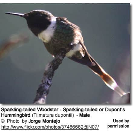 Sparkling-tailed Woodstar - Sparkling-tailed or Dupont’s Hummingbird (Tilmatura dupontii) - Male