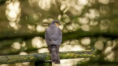 Sparrowhawks Perched on a Tree Branch