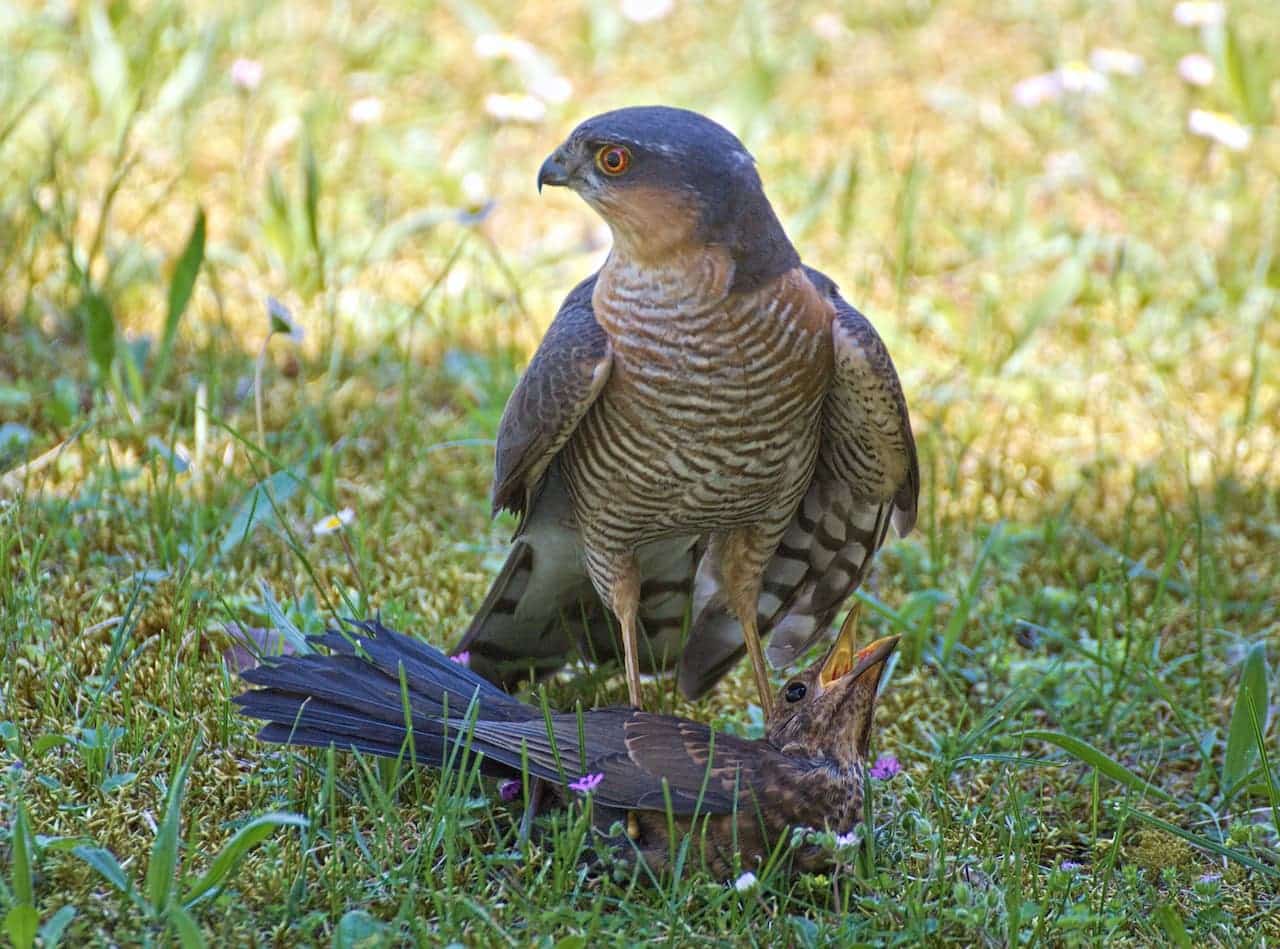 Sparrowhawks Standing Above The Other Sparrow