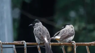 Species of Bulbuls Perched on a Steel Fence