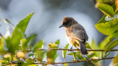 Species of Bulbuls Found in Indonesia